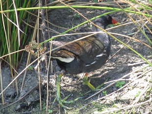 Poule-d'eau